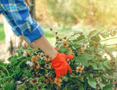First-Time Gardener? Here’s How to Prepare for Fall